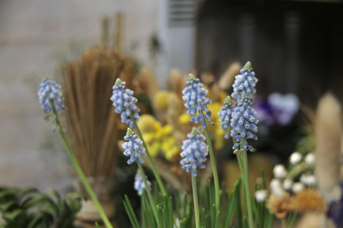 Le muscari